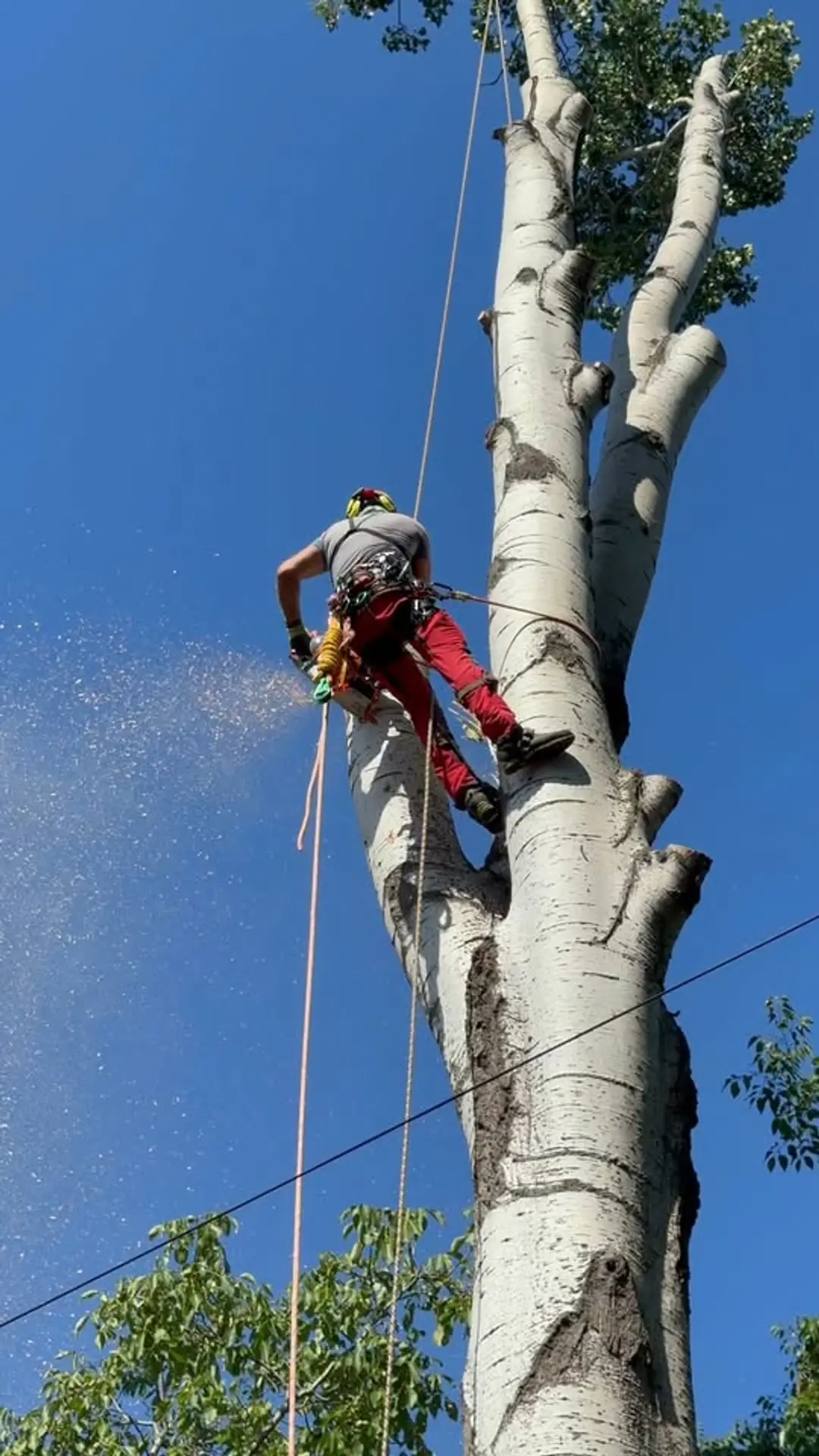 Favágó a törzsön állva vág, a fűrészpor porfelhőben száll el mellette; a kép alján elektromos légvezeték fut át.