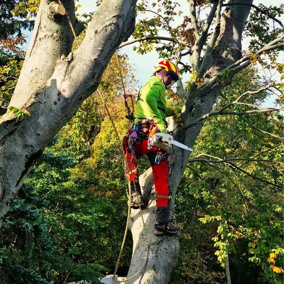 Favágó teljes mászófelszerelésben egy bükkfa elágazásában áll és vág, körülötte őszi lombozat, délutáni fényben.