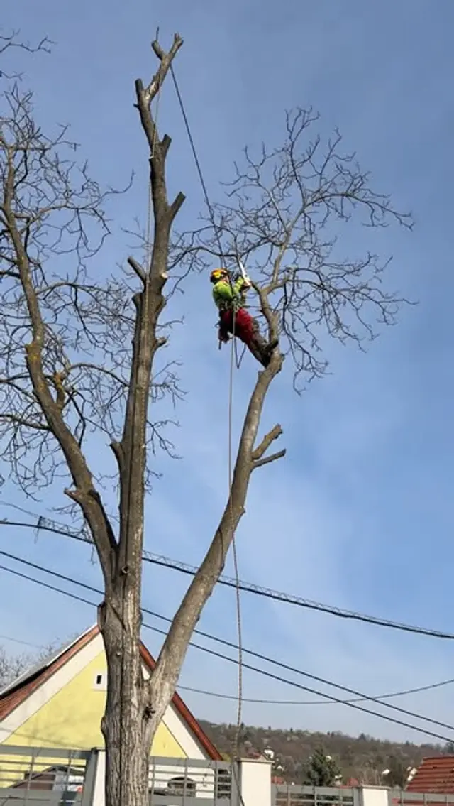 Csupasz fa elektromos légvezetékek mellett, a koronában favágóval.