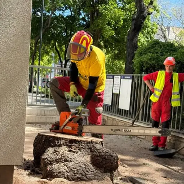 Munkás láncfűrésszel dolgozik egy kivágott fa tuskóján, utcai környezetben.