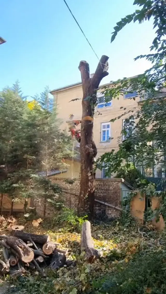 Favágó egy fa koronájában dolgozik közvetlenül egy épület mellett.