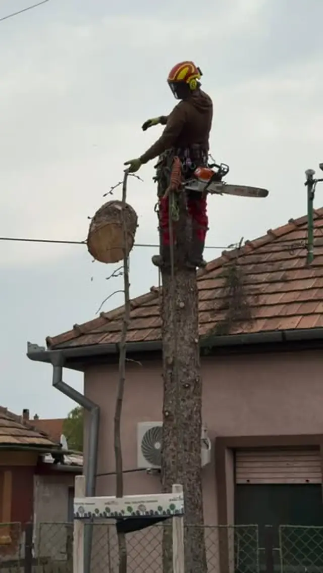 Favágó a letisztított törzs tetején állva, láncfűrésszel a kezében, közvetlenül egy cseréptetős ház és egy légvezeték között.