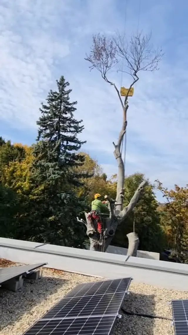 Bontás alatt álló fa egy lapostetős épület mellett, a tetőn napelemekkel; a koronában favágó dolgozik, a levágott rész kötélen lóg.