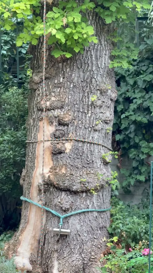 Vastag törzsre hurkolt leengedő kötél és fémfékeszköz, mellette a kéregről felszakadt, világos faseb.